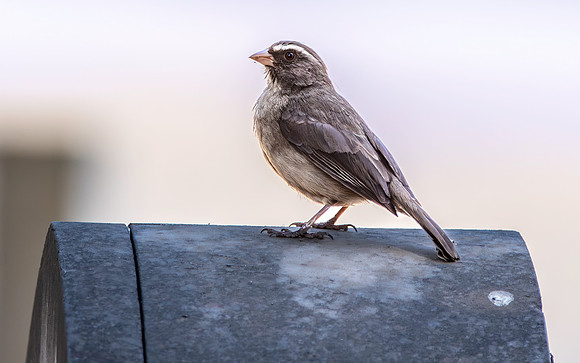 Brown rumped seedeater