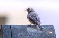 Brown rumped seedeater