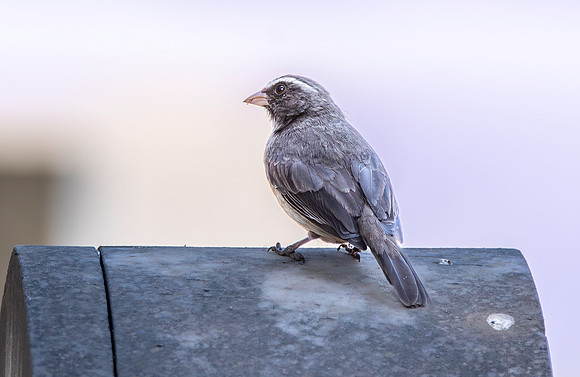 Brown rumped seedeater