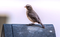 Brown rumped seedeater