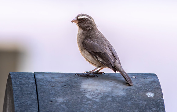 Brown rumped seedeater