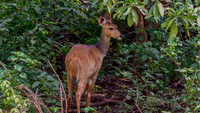 Bushbuck antelope