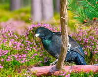 Capercaillie