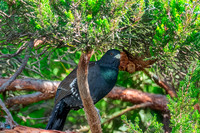 Capercaillie