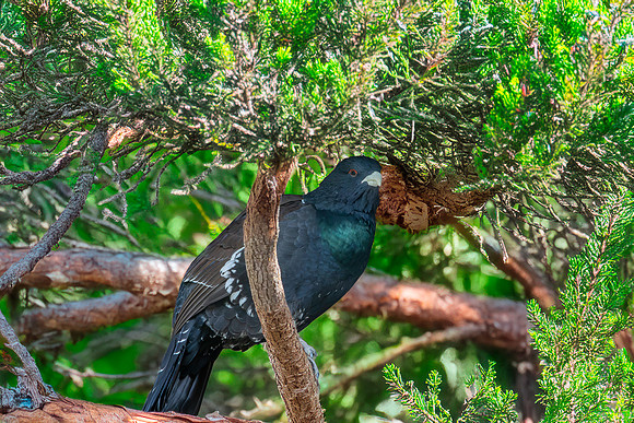Capercaillie