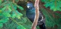 Capercaillie