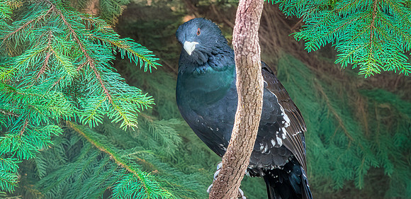 Capercaillie