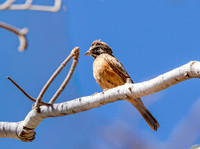 Cinnamon breasted bunting