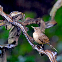 Clay coloured robin/thrush