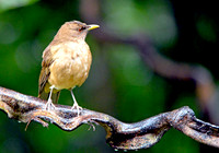 Clay coloured robin/thrush