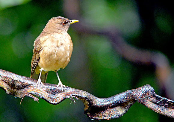 Clay coloured robin/thrush