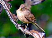 Clay coloured robin/thrush