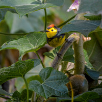 Collared redstart