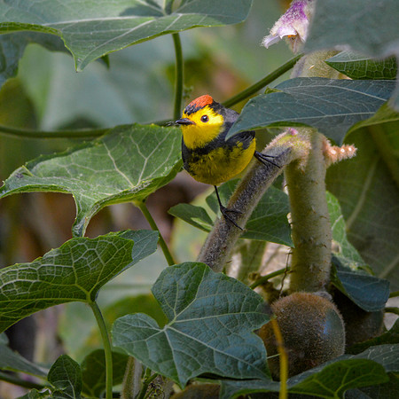 Collared redstart