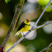 Collared redstart