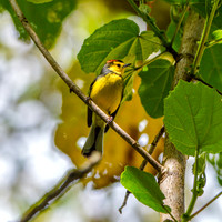 Collared redstart