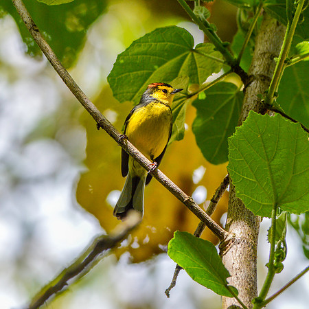 Collared redstart