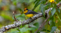 Collared redstart