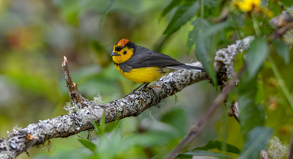 Collared redstart