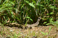 Common Basilisk lizard