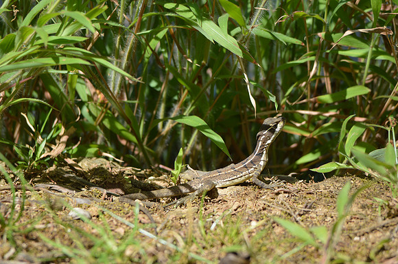 Common Basilisk lizard