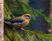 Common crossbill