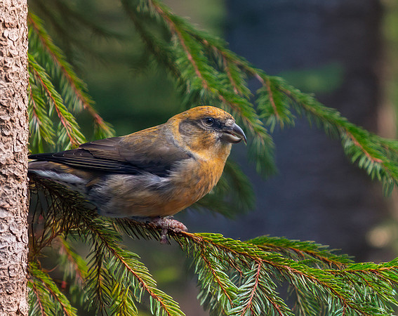 Common crossbill