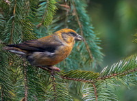 Common crossbill