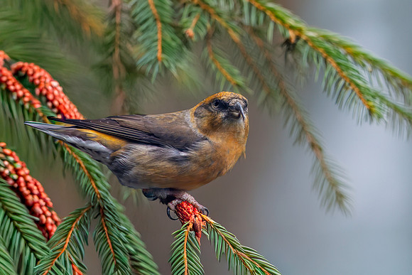 Common crossbill