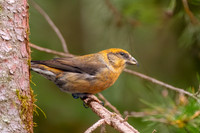 Common crossbill