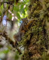 Deppe's squirrel