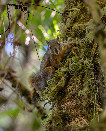 Deppe's squirrel