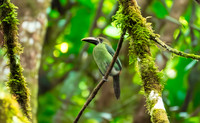 Emerald toucanet