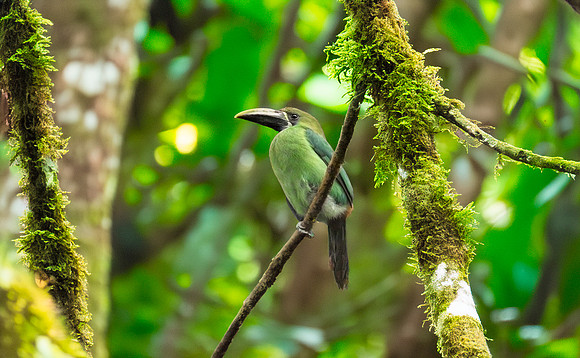 Emerald toucanet