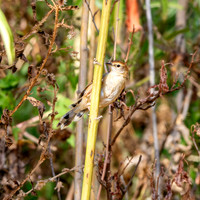 Ethiopian cisticola