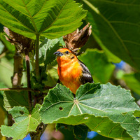 Flame coloured tanager