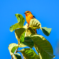 Flame coloured tanager