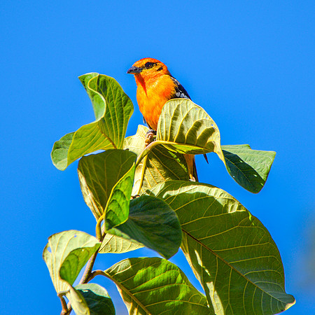 Flame coloured tanager