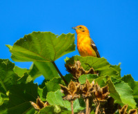 Flame coloured tanager