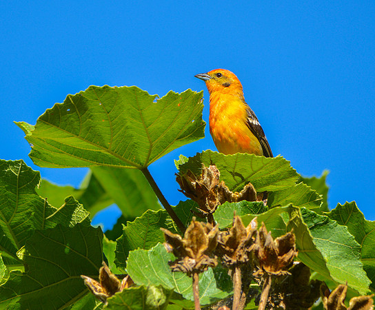 Flame coloured tanager