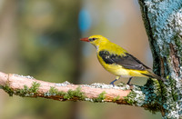 Golden oriole