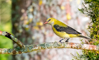 Golden oriole