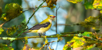 Golden oriole