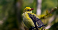 Golden oriole