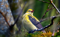 Golden oriole