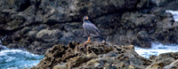 Great black hawk