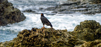 Great black hawk
