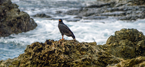 Great black hawk