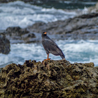 Great black hawk
