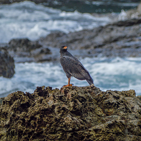 Great black hawk